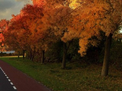 vanilla-autumn-street-trees